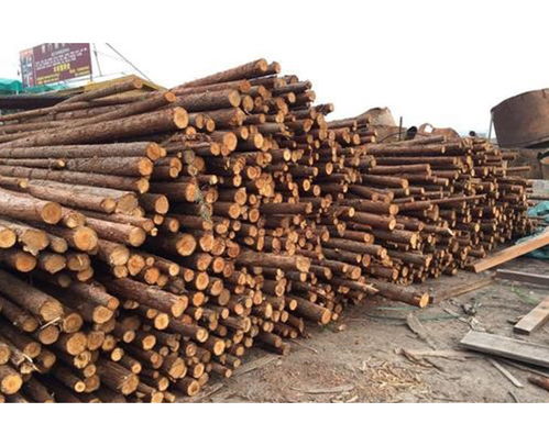 南京杉木樁 勝潔木業 駁岸杉木樁